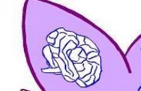 Dr. Fabio Bacci Bonotti Psicologo Psicoterapeuta (Massa) logo